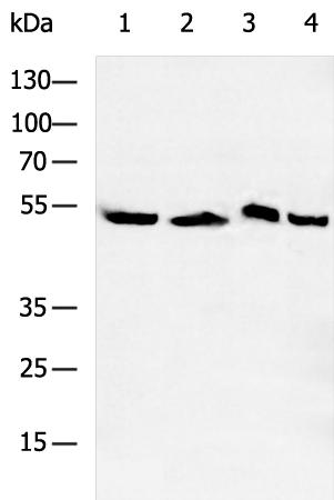 AHRR Antibody