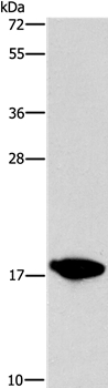 CCL16 Antibody