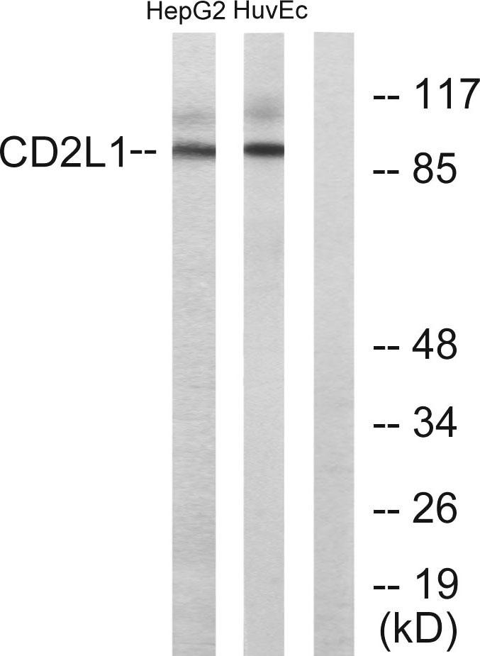 CDK11A/CDK11B Antibody