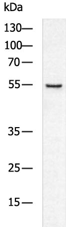 CALCRL Antibody