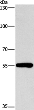 CYP46A1 Antibody