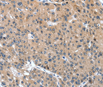 DSC1 Antibody