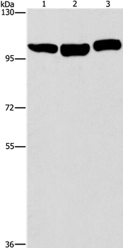 DNM2 Antibody