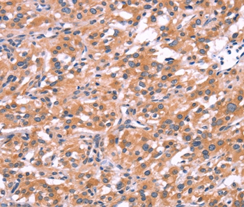 ENDOG Antibody