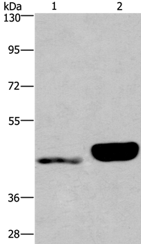 ENPP4 Antibody