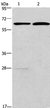 FUT8 Antibody