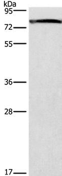 GALC Antibody