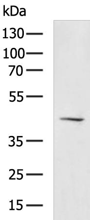 HCAR2 Antibody