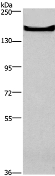 GPR124 Antibody