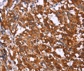 GPR65 Antibody