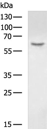 HAS1 Antibody