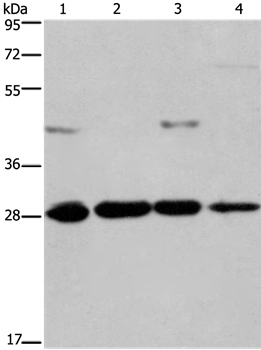 HES1 Antibody