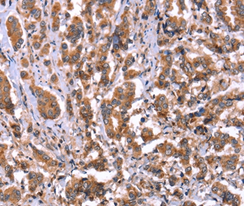 HRG Antibody