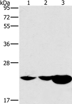 HRASLS2 Antibody