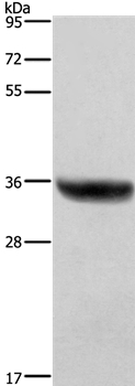 HSD17B1 Antibody