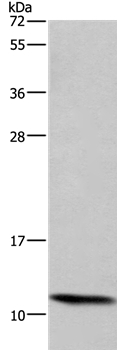 HSPE1 Antibody