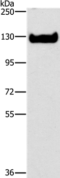 ICAM3 Antibody