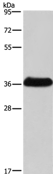 IFNGR2 Antibody