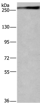 IGF2R Antibody