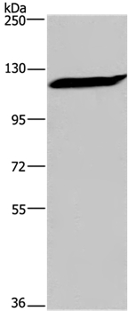 IPO7 Antibody