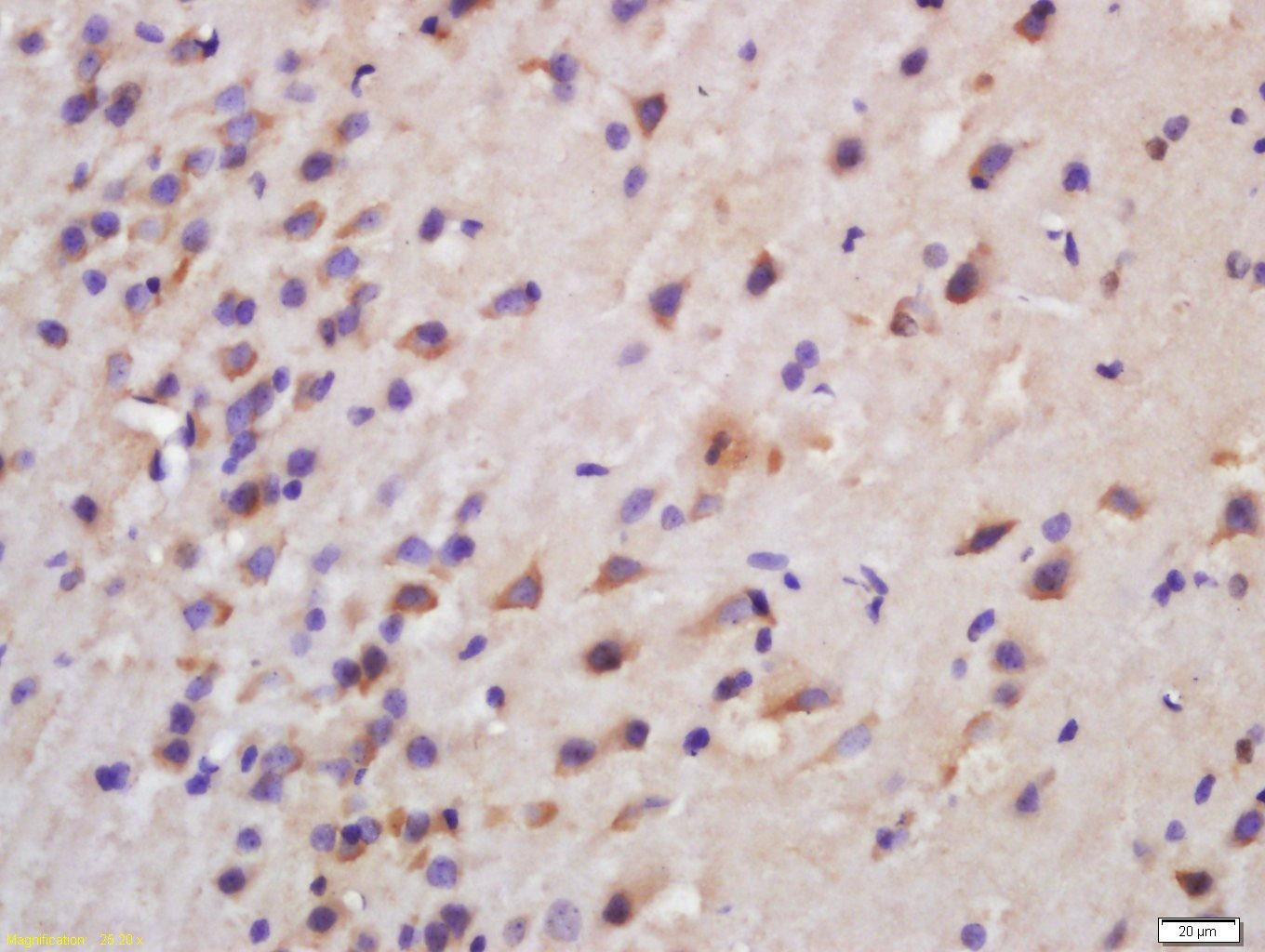 CERS1 Antibody