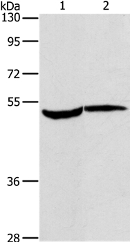 MAPKAPK2 Antibody