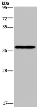 PCBP4 Antibody