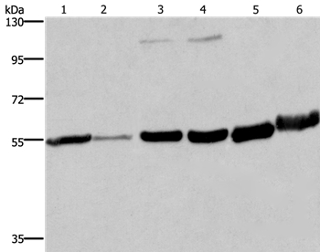 MCHR1 Antibody