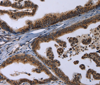 REG3A Antibody