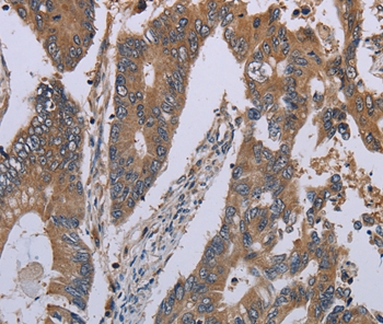 NLRP12 Antibody
