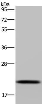 NDUFAF4 Antibody