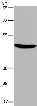 P2RX2 Antibody