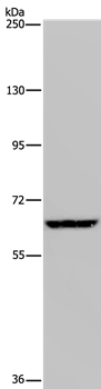 IVL Antibody