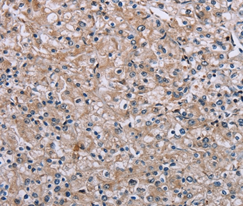 PLCL1 Antibody