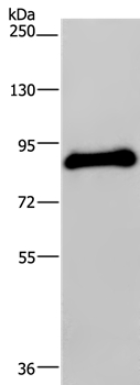 POMT1 Antibody