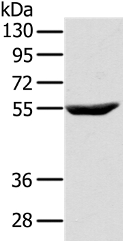 CYTH1 Antibody