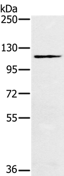 MUC1 Antibody
