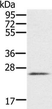 RBM38 Antibody