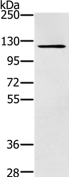 ZMIZ1 Antibody