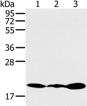 RNF5 Antibody