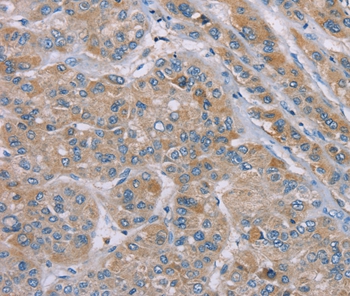 SAMD9 Antibody