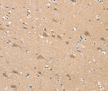 SGPL1 Antibody