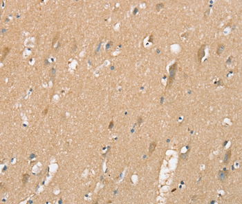 SIGLEC10 Antibody