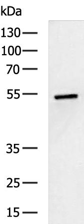 SLC16A10 Antibody