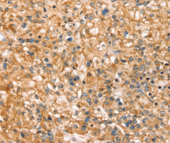 SLC43A2 Antibody