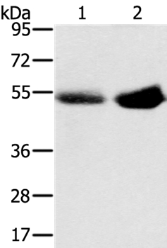 SLC13A3 Antibody