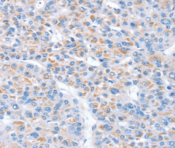 SNX33 Antibody