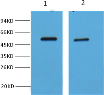MeCP2 Antibody
