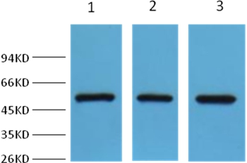 Fumarase Antibody