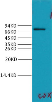 Cyclooxygenase 2 Rabbit Polyclonal Antibody